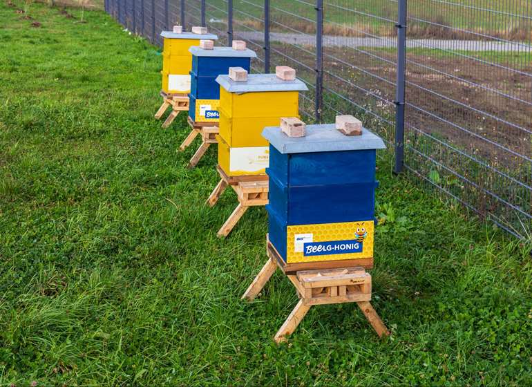 EBOX Bee Hives